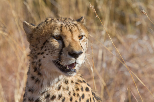 Cheetah, Madikwe Game Reserve
