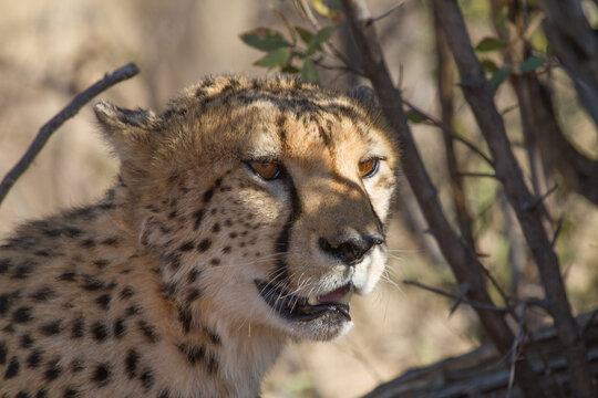 Cheetah, Madikwe Game Reserve
