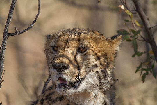 Cheetah, Madikwe Game Reserve
