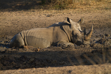 Rhino having a bath, Madikwe Game Reserve