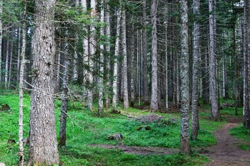 forest on the mountain