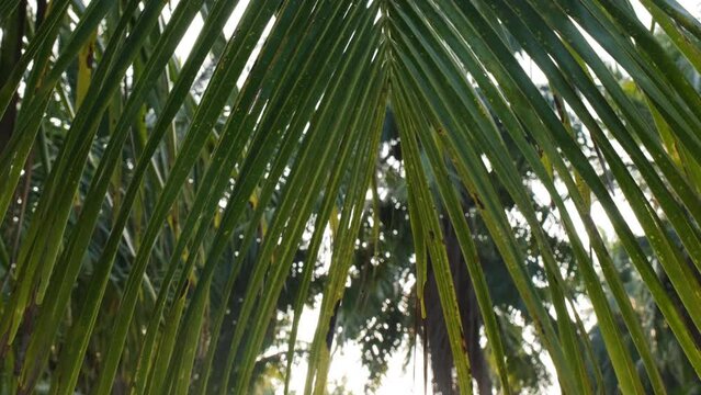 Close-up of tropical palm leaves in the morning, camera panning from left to right. Summer vacation concept