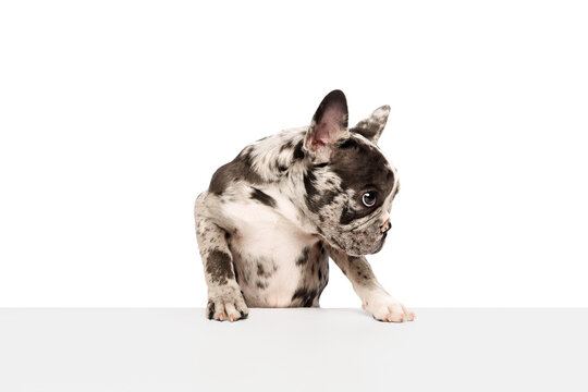 Studio image of purebred French bulldog in spotted color peeking out table over white background. Concept of domestic animal, pet care, motion, action, animal life. Copy space for ad