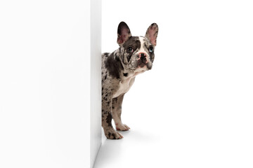 Studio image of purebred French bulldog in spotted color over white background. Peeking out corner...