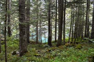 forest on the mountain