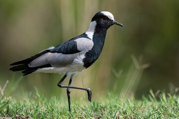 Vanellus armatus - Blacksmith Lapwing - Vanneau armé