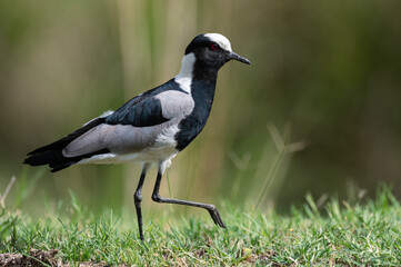 Vanellus armatus - Blacksmith Lapwing - Vanneau armé