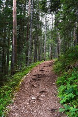 Fototapeta na wymiar footpath in the mountain among the trees