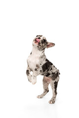 Playful beautiful pet on hind legs. Studio image of purebred French bulldog in spotted color over...