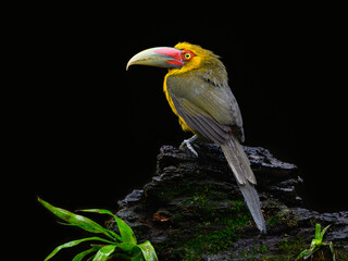 Saffron Toucanet portrait on snag on rainy day against black background