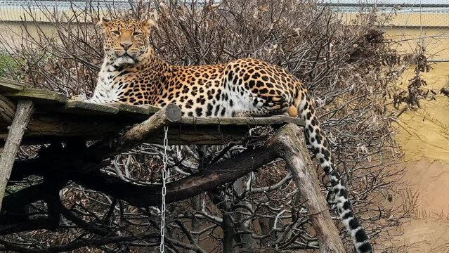 A powerful and beautiful leopard calmly resting and looking at the camera. Stock video footage. 4K.