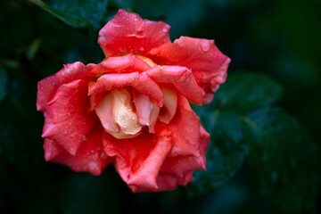 Delicate pink rose in raindrops on a dark green background with copy space. Card. Beauty of nature. Floriculture, hobby.