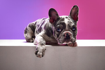 Studio image of purebred French bulldog in spotted color lying and looking at camera over gradient...