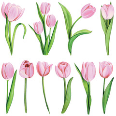 watercolor hand drawn colorful tulip