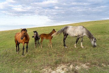 Horses with foals grazing in rural meadow on hill