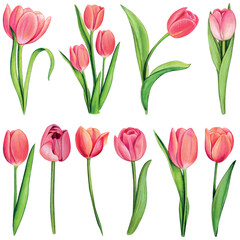 Obraz premium watercolor hand drawn colorful tulip