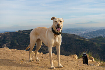 Views from hiking in the Santa Monica mountains of the city of Los Angeles and the Pacific Ocean and famous Los Angeles beaches.
