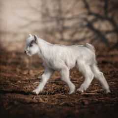 Naklejka na ściany i meble Baby goat beautiful photo portraits of a domestic animal in nature