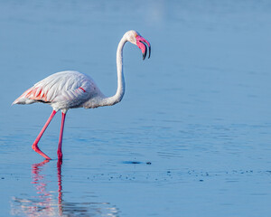 A Flamingo calling in a lake
