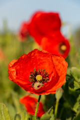 poppies