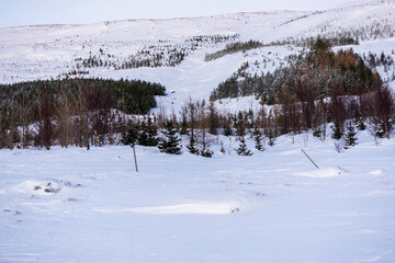 imagen de un paisaje de monta&ntilde;a nevado con &aacute;rboles