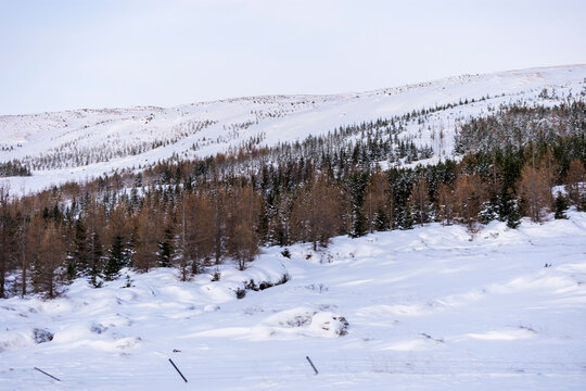 Imagen de un paisaje nevado con árboles de distintas tonalidades y el cielo azul claro