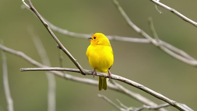 Canario posado en un &aacute;rbol, canario silvestre, aves de Colombia