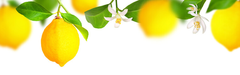 Mature lemons with leaves and flowers