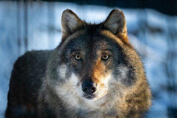 Dire Dark Gray Wolf (Canis lupus)
