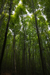 Fototapeta na wymiar Tall trees in lush forest. Carbon neutrality concept photo