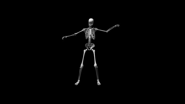 Skeleton Dancer 3D Animation With Alpha Video