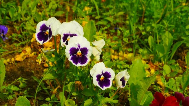 blooming viola flowers in the garden close-up