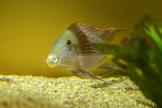 Exotic aquarium fish of their cichlid family. Fish in the aquarium. Fish under water. Blur.