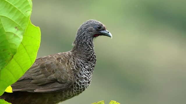 Guacharaca, pava de monte, chachalaca colombiana, aves nativas de colombia
