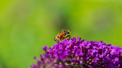One drone collects nectar from a budley flower.