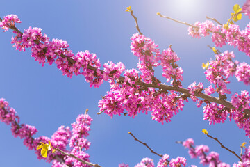 Blooming branches of pink acacia on a background of blue sky. Spring floral natural background concept. Copy space