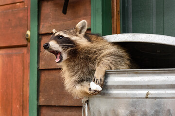 Raccoon (Procyon lotor) In Trash Can Leans Out Mouth Open Autumn - obrazy, fototapety, plakaty