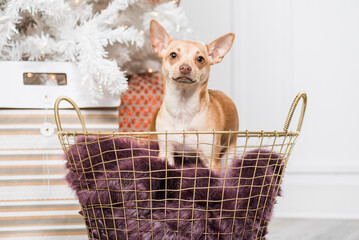 Chihuahua in a basket