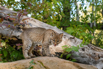 Bobcat (Lynx rufus) Licks Nose While Standing on Rock Autumn