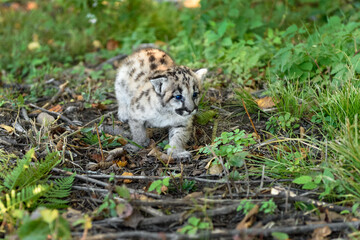 Cougar Kitten (Puma concolor) Walks Along in Grass and Ferns Autumn