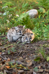 Cougar Kittens (Puma concolor) Huddle Together Autumn