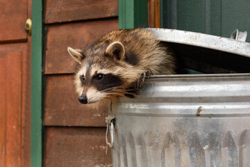 Raccoon (Procyon lotor) In Trash Can Leans Out Autumn