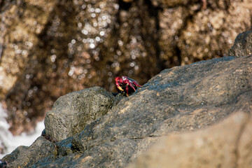A crab on some rocks looking dramatically into the distance