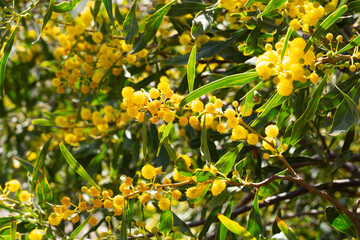 Blooming mimosa branches, Acacia pycnantha. Spring floral natural background concept. Copy space