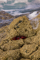 A group of crabs relaxing on some rocks 
