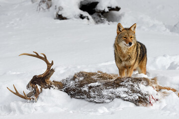 Coyote (Canis latrans) Stands Behind White-Tail Deer Carcass Winter