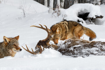 Fototapeta premium Coyote (Canis latrans) Sniffs at White-Tail Deer Carcass Winter