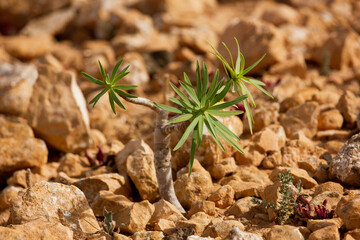 A beautiful green sapling growin in the middle of the desert in Fuerteventura
