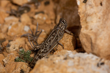 A horizontal, up close view of a cricket in the middle of a desert in Fuerteventura