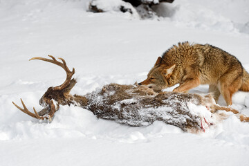 Coyote (Canis latrans) Pulls on White-Tail Deer Carcass Winter